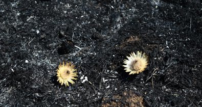 C. Valenciana