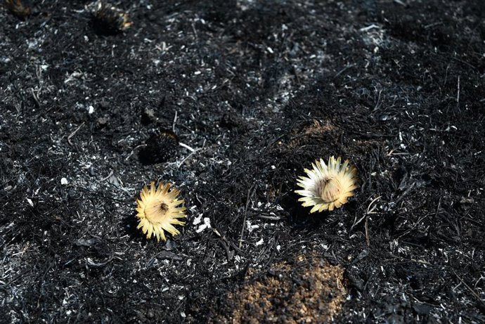 Zonas calcinadas tras el paso de un incendio forestal. 