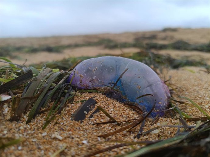 Carabela portuguesa en una playa