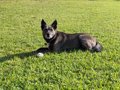 Aprobado expediente de contratación del servicio de recogida y fomento del bienestar de animales de compañía hasta 2031