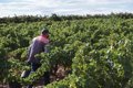 Viñedos de Aldeanueva comienza este jueves la vendimia con la variedad tempranillo blanco