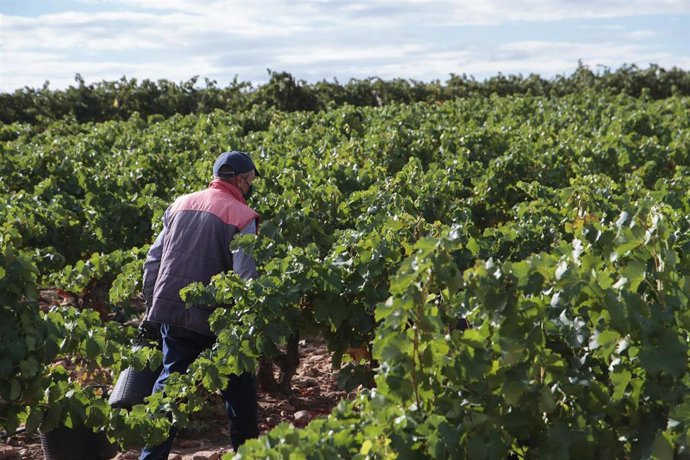 Archivo - Un vendimiador recoge uvas para la temporada de vendimia (archivo)