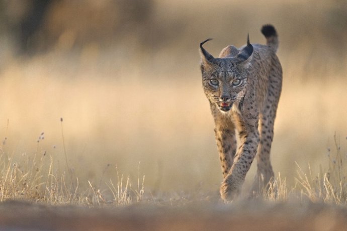 Archivo - Lince
