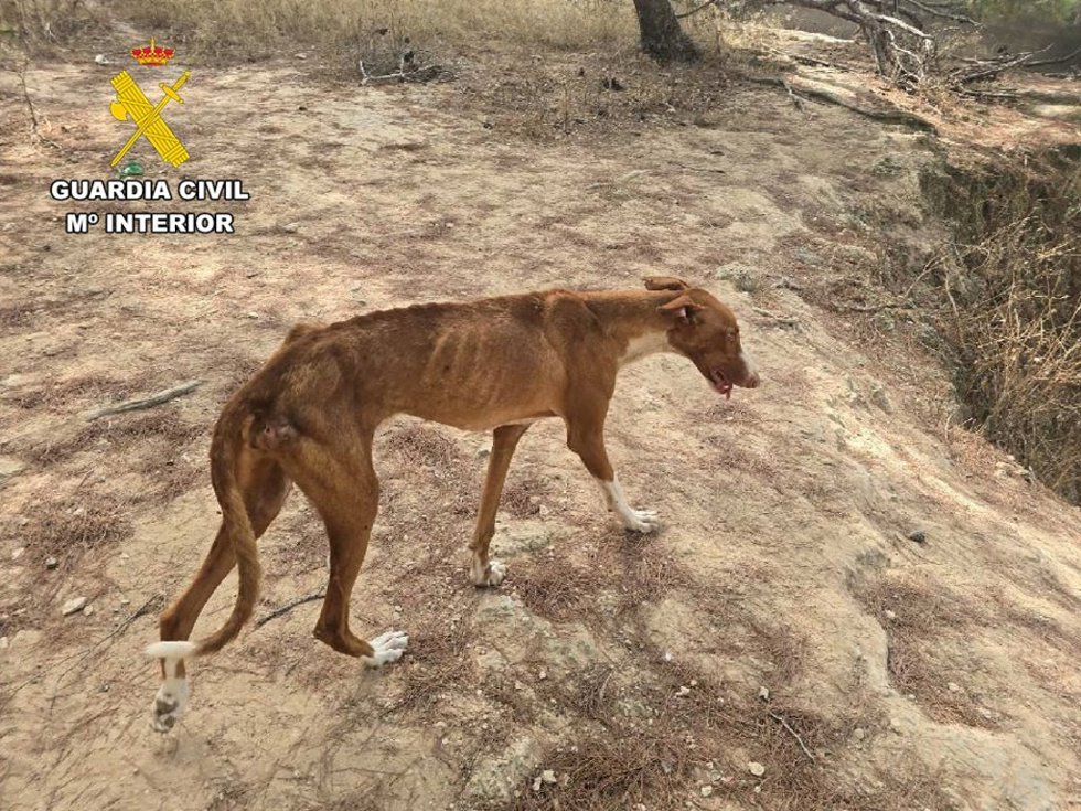 Maltrado animal en Ibiza: hallan un perro muerto y otros totalmente desnutridos, sin comida y rodeados de suciedad.