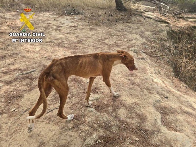 Animais maltratados em Ibiza: encontram um cão morto e outros totalmente desnutridos, sem comida e cercados de sujeira.