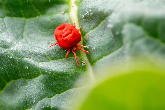 ¿Tus Plantas Tienen Pequeñas Arañas Rojas? Cómo Identificar Esta Plaga Y Cómo Eliminarla