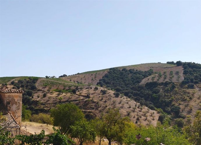 El Cerro de las Monjas se localiza en las cumbres más altas de la Sierra de la Contraviesa, en la provincia de Granada. Este paraje de arraigada tradición vitivinícola se sitúa a unos 1.368 metros de altitud en el municipio alpujarreño de Cádiar.