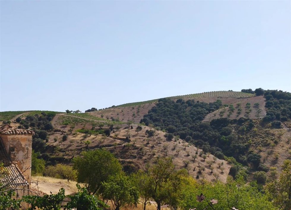 El Cerro de las Monjas se localiza en las cumbres más altas de la Sierra de la Contraviesa, en la provincia de Granada. Este paraje de arraigada tradición vitivinícola se sitúa a unos 1.368 metros de altitud en el municipio alpujarreño de Cádiar.