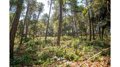 Publicada la convocatoria catalana para crear y mantener franjas de protección ante incendios