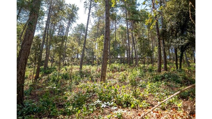 Un bosque