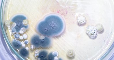 Investigación
