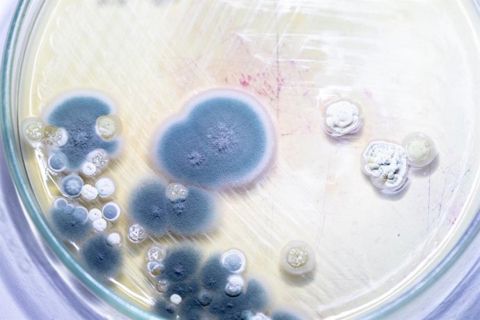 Archivo - Bacterías, moho y hongos en una placa de laboratorio.