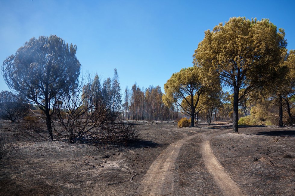 Zona afectada por el incendio declarado en un paraje de San Juan del Puerto (Huelva), el quinto en 15 días en esta localidad