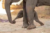 Foto: Nace una cría de elefante de Sumatra, especie en peligro crítico de extinción, en el Zoo Aquarium de Madrid