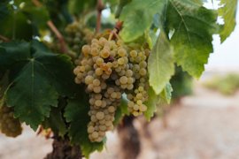 Foto: DOCA RIOJA