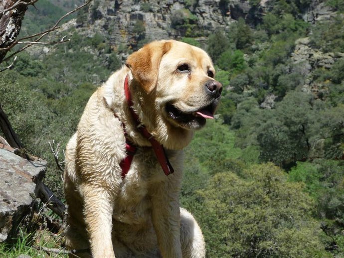 Archivo - Perro