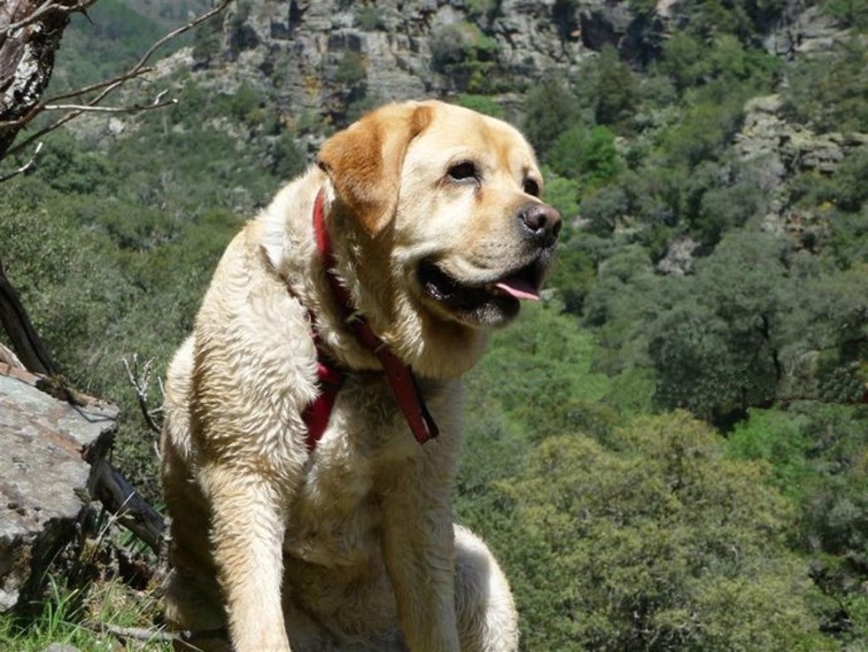 Archivo - Perro