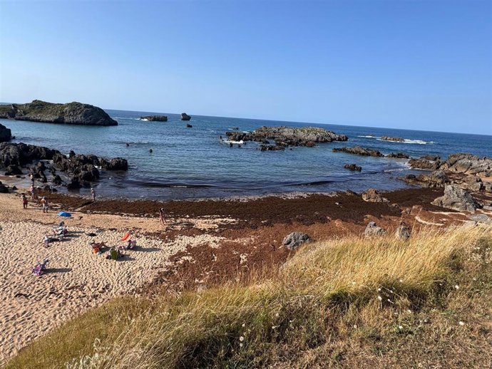 Archivo - Algas en la playa de Noja