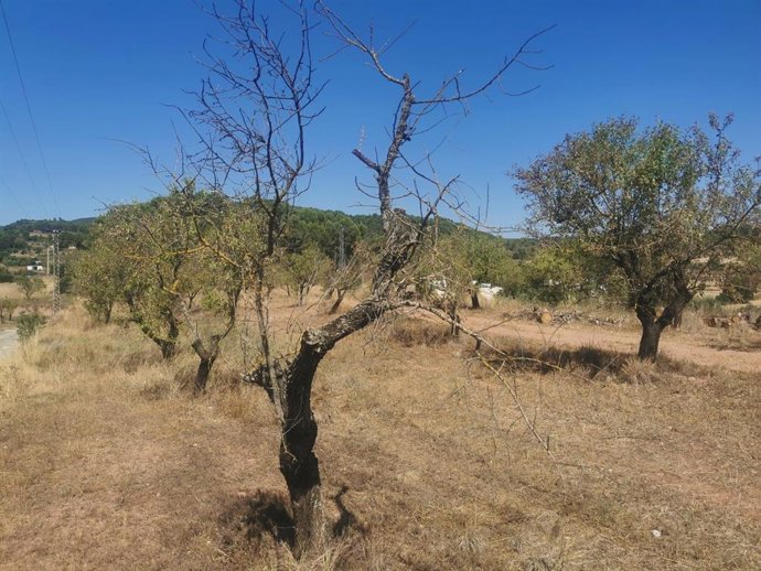 Almendros afectados por la sequía