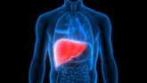 Foto: Investigadores del CNIC hallan una proteína esencial para prevenir daño hepático y tumores en el envejecimiento