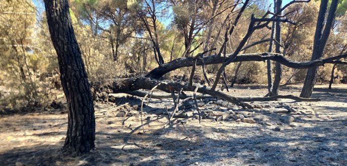 Asaja urge a presentar informes para que la Junta radiografíe "cuánto antes" los daños que dejan los incendios de Toledo.