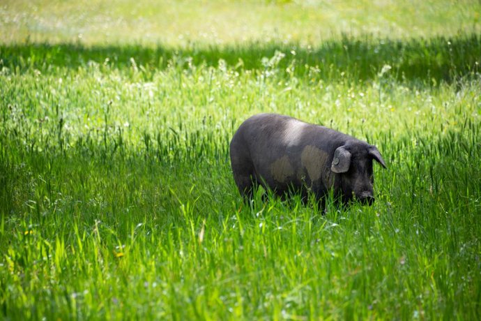 Archivo - Un cerdo de raza ibérica pura en de la Finca Morianillo 