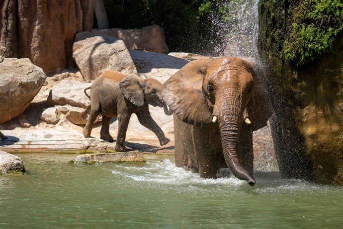 Elefantes jugando en el agua.