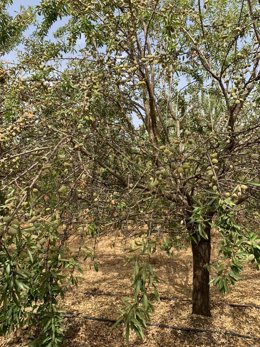 Almendros en la provincia de Córdoba.