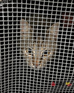 Los Bomberos de València han rescatado este jueves a un gato que había caído al patio interior de un edificio.