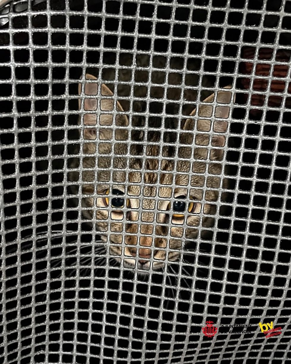 Los Bomberos de València han rescatado este jueves a un gato que había caído al patio interior de un edificio.