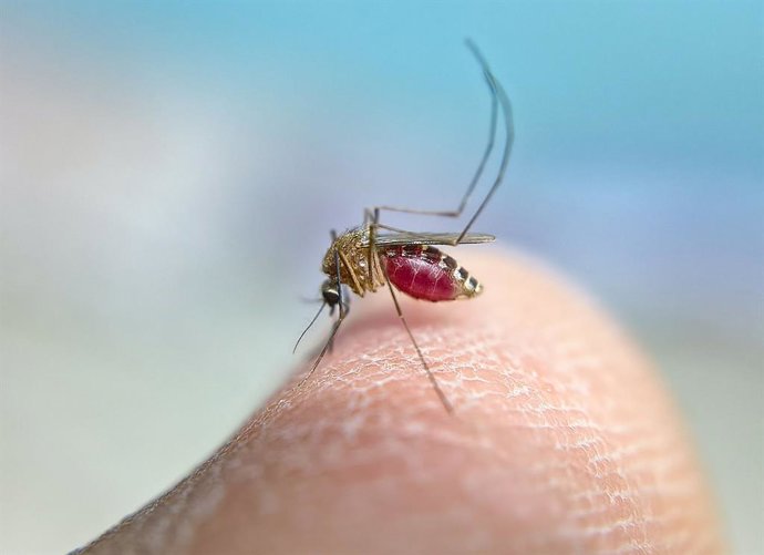 A ANECPLA pede que não se acumule água parada para prevenir a picada do mosquito transmissor do vírus do Nilo Ocidental