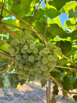 Viñedo Rías Baixas.
