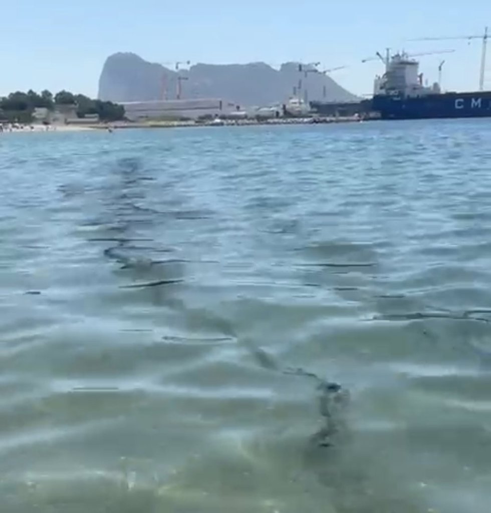 Restos de posibles hidrocarburos denunciados por el Ayuntamiento de San Roque en su litoral.