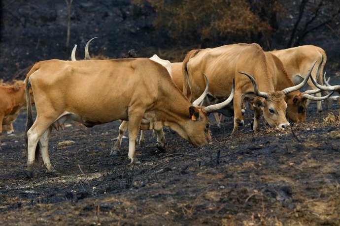 Archivo - Vacas
