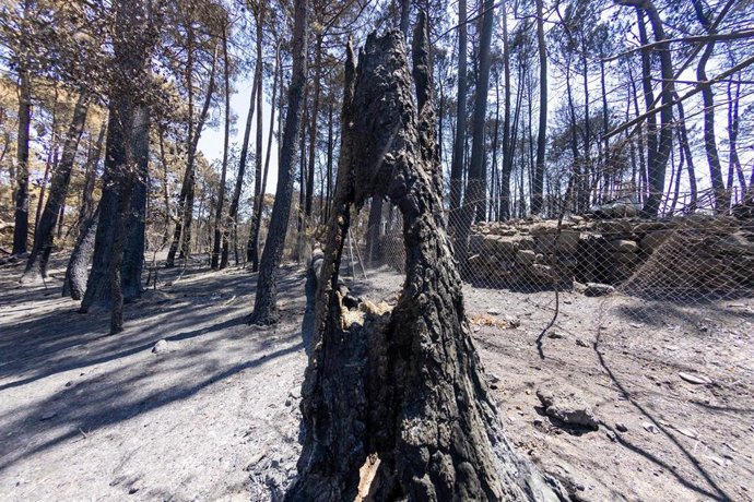 Instalaciones del camping Fuente Helecha afectadas por el fuego, a 6 de agosto de 2026, en Casavieja, Ávila, Castilla y León (España)