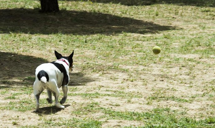 Archivo - Imagen de archivo de un perro jugando en un parque. 