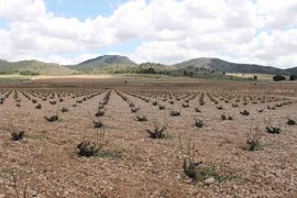 Foto: AYUNTAMIENTO DE JUMILLA - Archivo