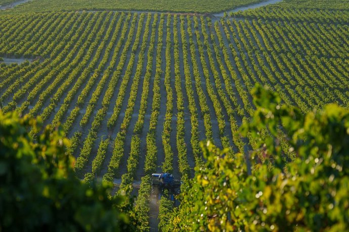 Labores de recogida de la uva en los viñedos de las bodegas González Byass de Jerez de la Frontera (Cádiz).  
