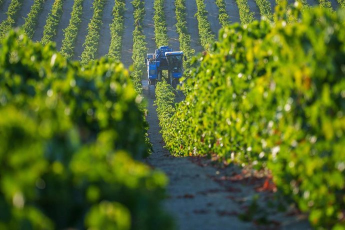 Labores de recogida de la uva en los viñedos de las bodegas González Byass de Jerez de la Frontera (Cádiz).  