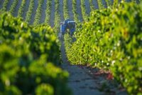 El sector del vino de Jerez apuesta por productos "premium" para mejorar ventas tras caer un 6% las exportaciones