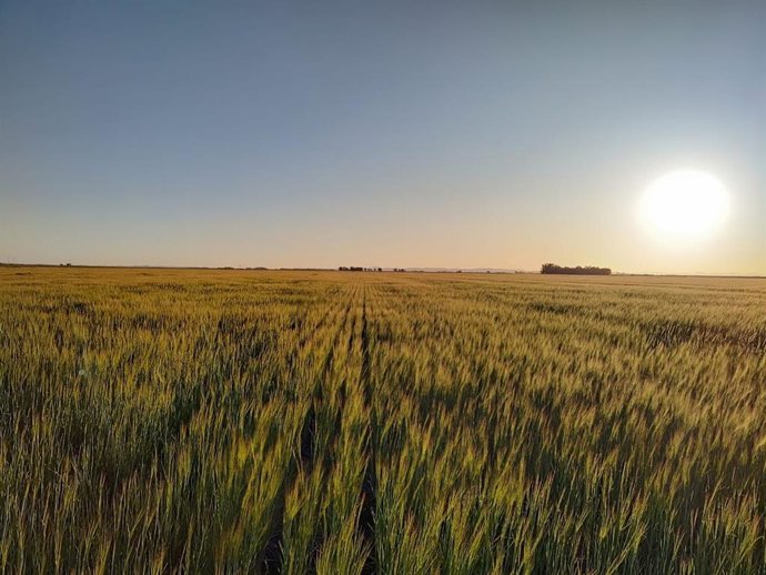 Archivo - Explotación agraria de Baleares.