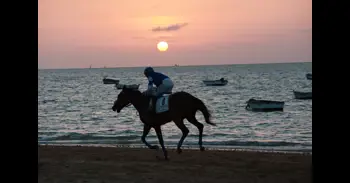 Carreras de caballos de Sanlúcar (Cádiz) 2026: fechas, horarios y programa del primer ciclo