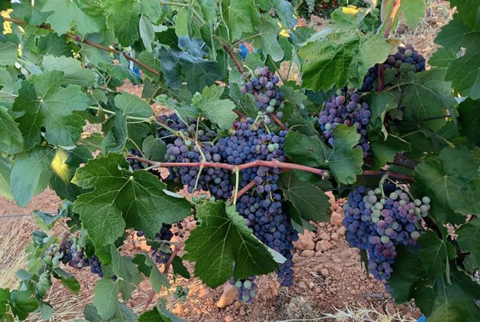 Uva bobal