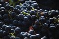 El Consejo Regulador incorpora la información de Rioja Alta y Rioja Alavesa a la aplicación para viticultores