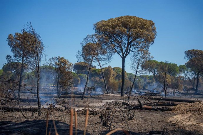 Zona afectada por el incendio forestal declarado en el término municipal de Lucena del Puerto (Huelva). 