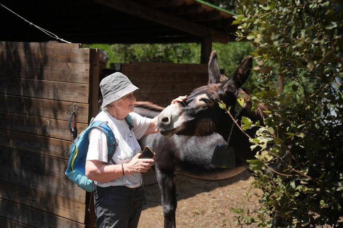 Burros limpian el bosque para evitar incendios forestales, a 7 de agosto de 2026, en  Valldoreix, Barcelona, Catalunya (España). La iniciativa Pasturant Collserola usa burros para la gestión forestal de Collserola y evitar incendios. Gracias a voluntarios