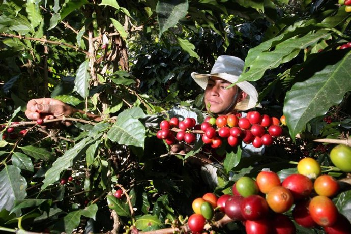 Perú.- Conoce el ranking de las 5 regiones más exportadoras del Perú y los mercados de destino