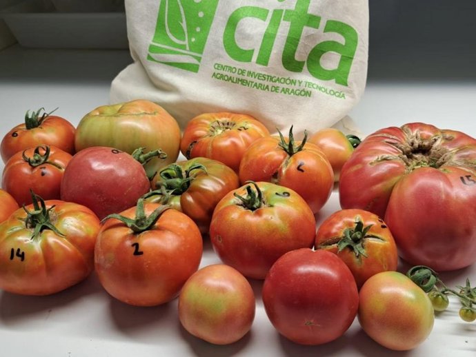 El Banco de Germoplasma Hortícola de Zaragoza (BGHZ) del CITA conserva una de las colecciones de semillas de tomate más importantes de España.