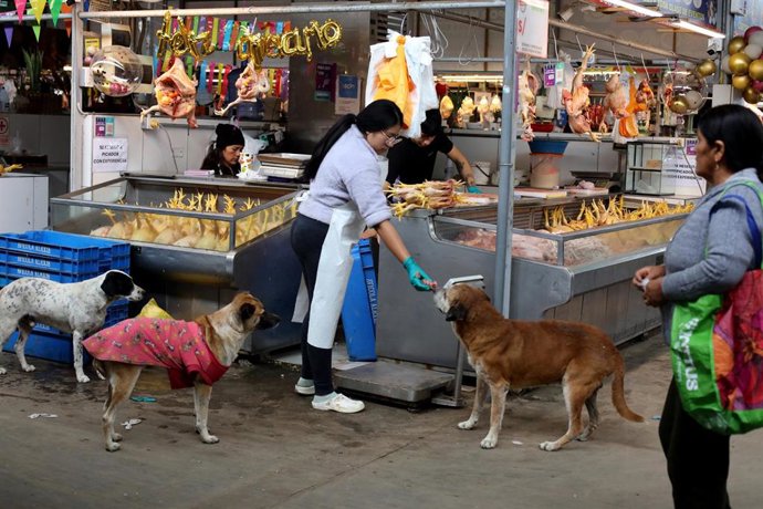 Archivo - Una mujer da de comer a unos perros en un mercado en Lima, Perú.