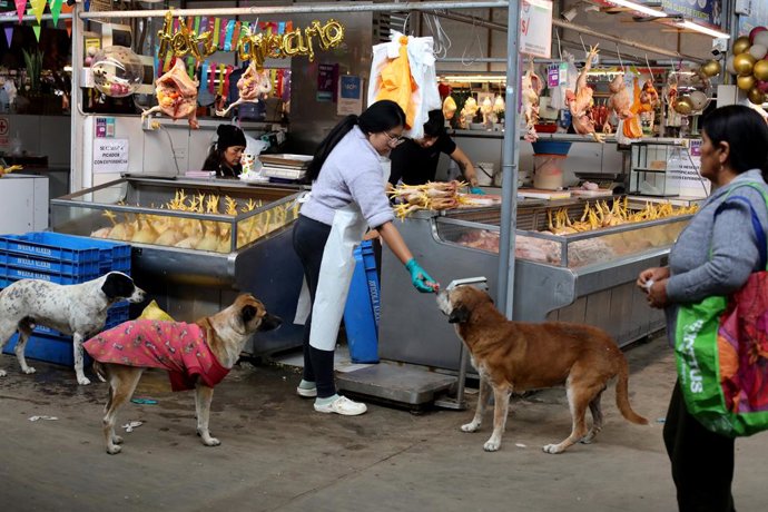 Archivo - Arquivo - 2 de setembro de 2025, Lima, PERU: Um vendedor dá comida a um cão de rua em um mercado de Lima.